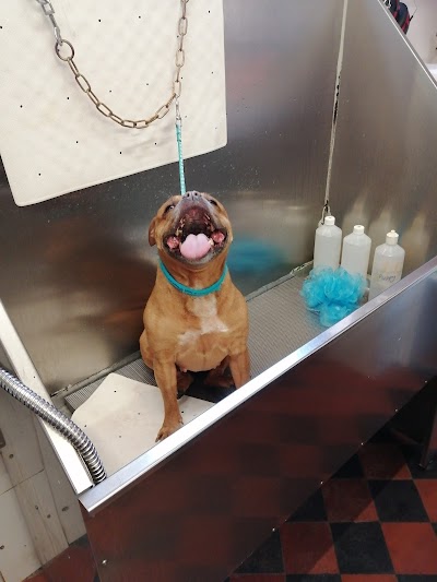 Photo associated with Pet Care