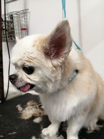Photo associated with Pet Care