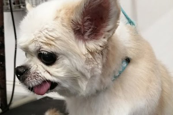 Photo associated with Pet Care