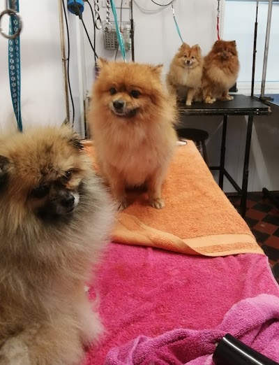 Photo associated with Pet Care