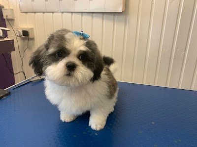 Photo associated with Trinity Dog Groomers