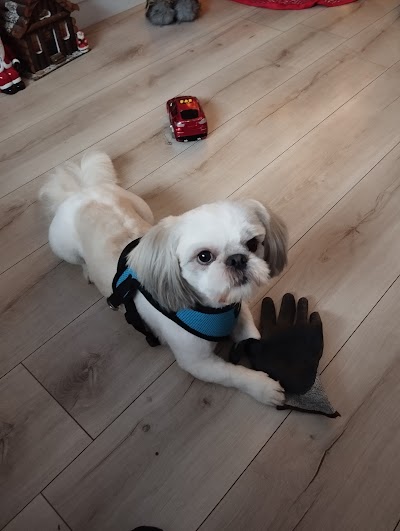 Photo associated with Trinity Dog Groomers