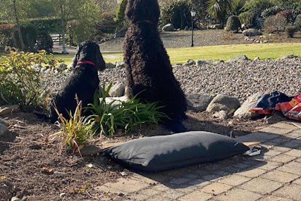 Photo associated with Trinity Dog Groomers