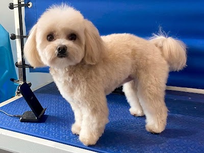 Photo associated with West Bridgford Dog Grooming