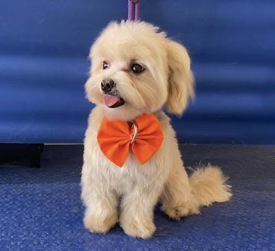Photo associated with West Bridgford Dog Grooming