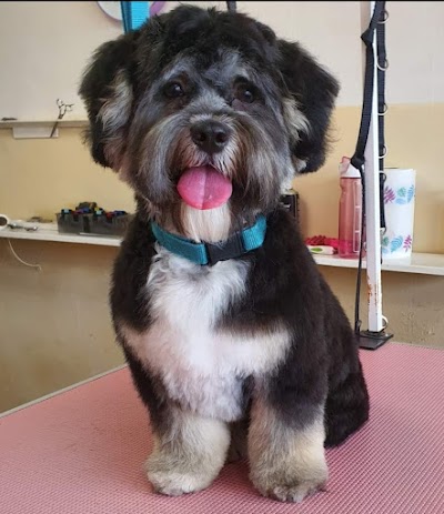 Photo associated with Ruff Cuts Dog Grooming Belfast