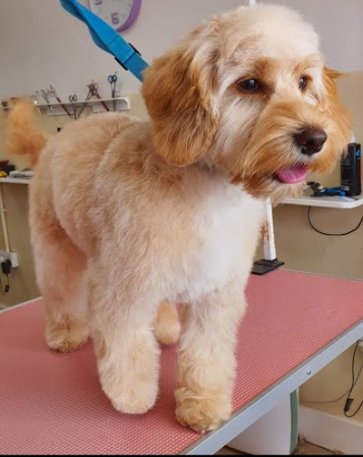 Photo associated with Ruff Cuts Dog Grooming Belfast