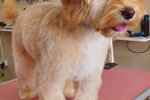 Photo associated with Ruff Cuts Dog Grooming Belfast