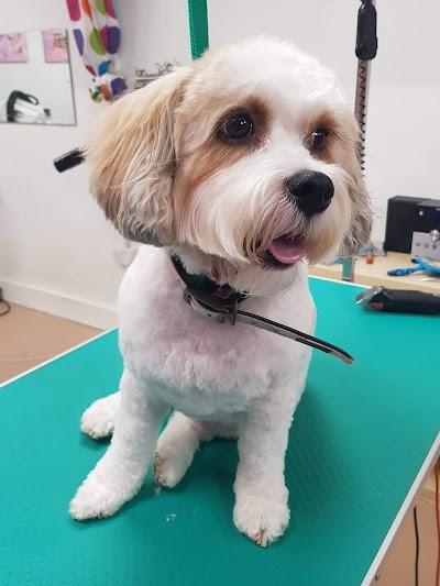 Photo associated with Ruff Cuts Dog Grooming Belfast