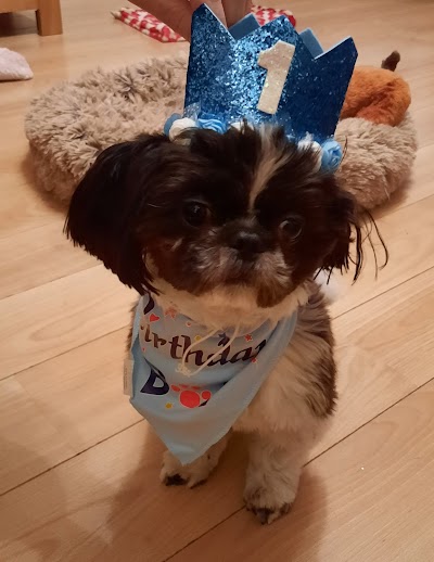 Photo associated with Mucky Makeovers Dog Grooming
