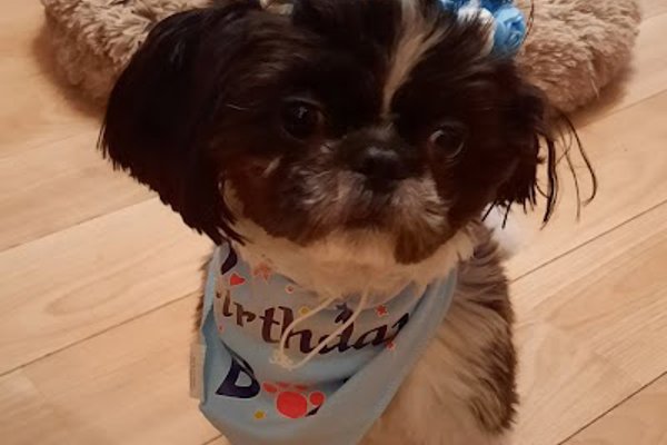 Photo associated with Mucky Makeovers Dog Grooming