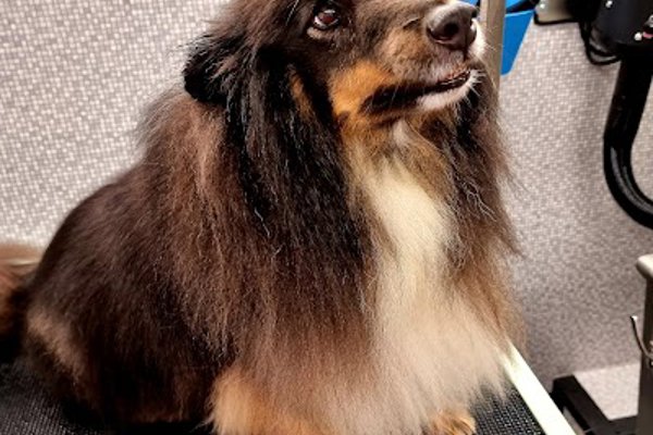 Photo associated with Dial a Dog Wash South Birmingham
