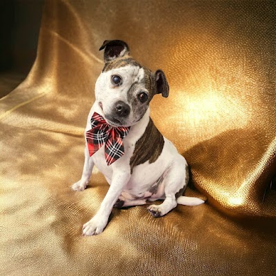 Photo associated with Dial a Dog Wash South Birmingham
