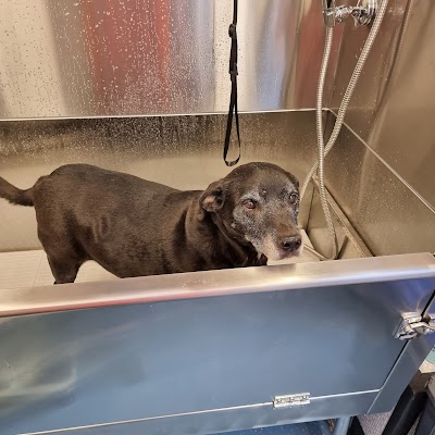 Photo associated with Dial a Dog Wash South Birmingham