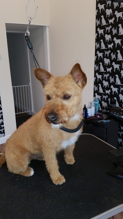 Photo associated with A Breed Apart Dog Grooming
