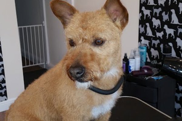 Photo associated with A Breed Apart Dog Grooming