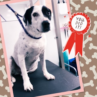 Photo associated with Cut & Cuddle Pet Groomers
