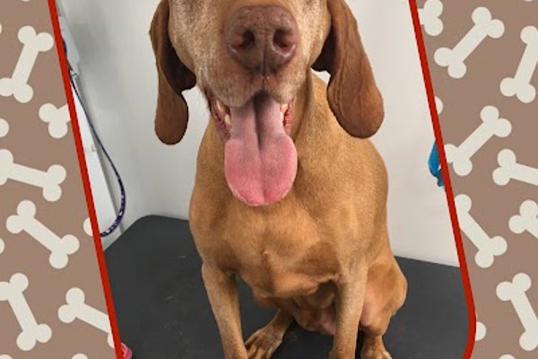 Photo associated with Cut & Cuddle Pet Groomers