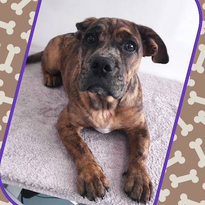 Photo associated with Cut & Cuddle Pet Groomers