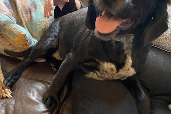 Photo associated with Handforth Dog Groomers