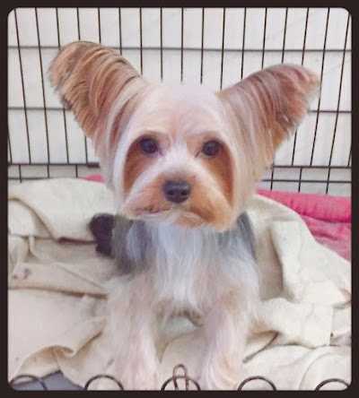 Photo associated with Handforth Dog Groomers