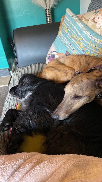 Photo associated with Handforth Dog Groomers