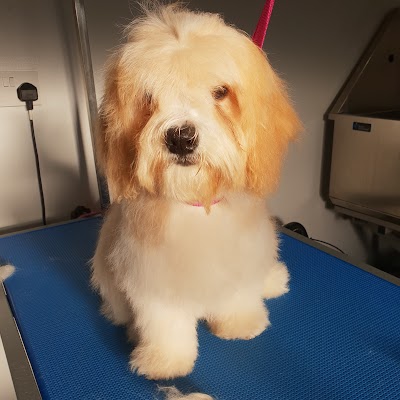 Photo associated with Snugglepupps Dog Grooming