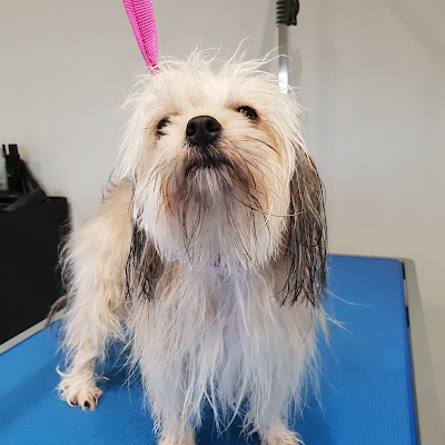 Photo associated with Snugglepupps Dog Grooming