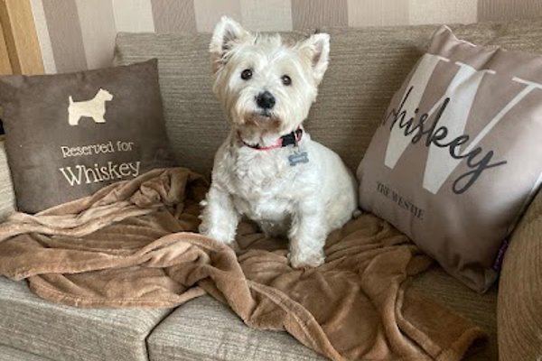 Photo associated with Posh Dogs