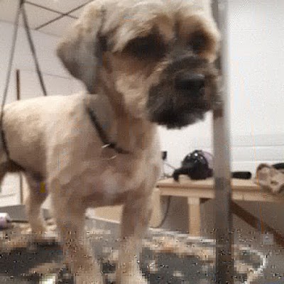 Photo associated with Townsend Grooming Salon