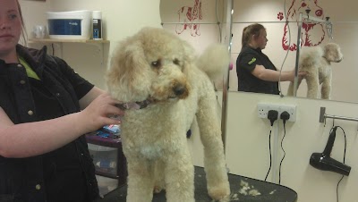 Photo associated with Snipets Dog Grooming