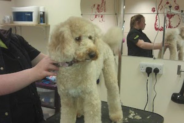 Photo associated with Snipets Dog Grooming