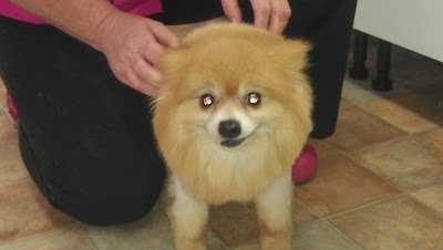 Photo associated with Snipets Dog Grooming