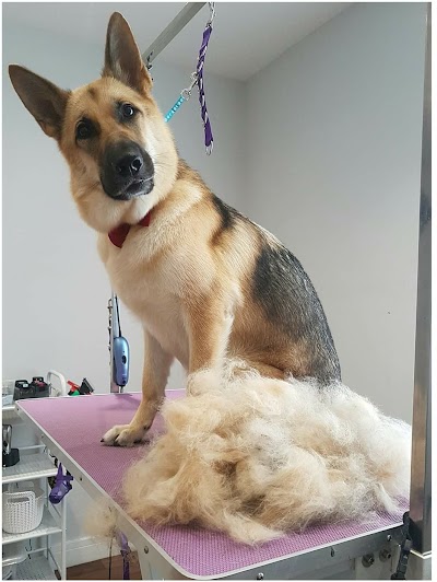 Photo associated with Happy And Fluffy Dog Grooming Service