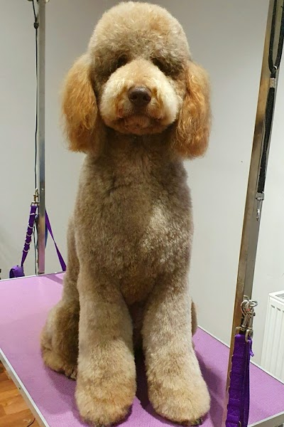 Photo associated with Happy And Fluffy Dog Grooming Service