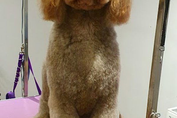 Photo associated with Happy And Fluffy Dog Grooming Service