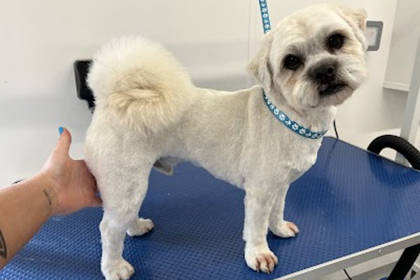 Photo associated with Kobi's Kutz Dog Groomers Worcester