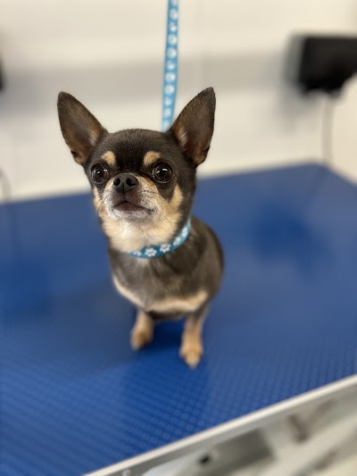 Photo associated with Kobi's Kutz Dog Groomers Worcester