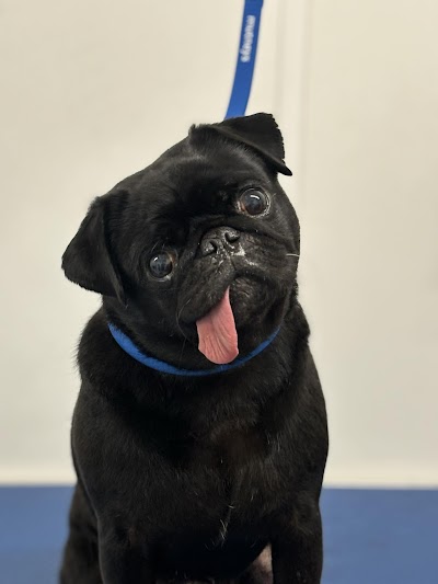 Photo associated with Kobi's Kutz Dog Groomers Worcester