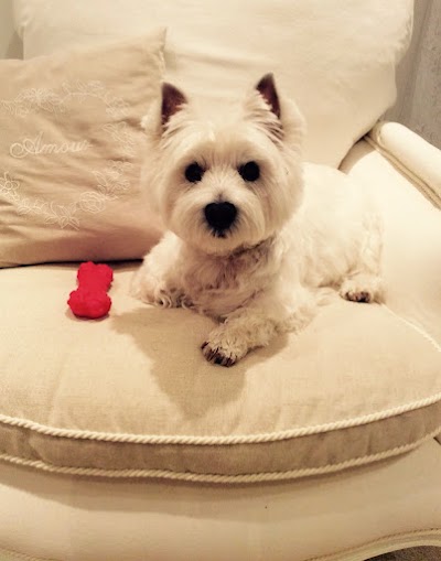 Photo associated with Terry's Dog Grooming