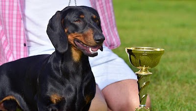 Photo associated with Terry's Dog Grooming