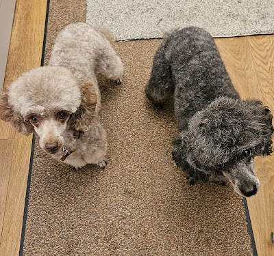 Photo associated with Terry's Dog Grooming