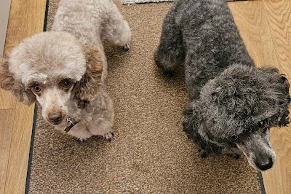 Photo associated with Terry's Dog Grooming