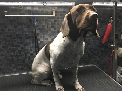 Photo associated with Zoom N Groom Mobile Dog Grooming