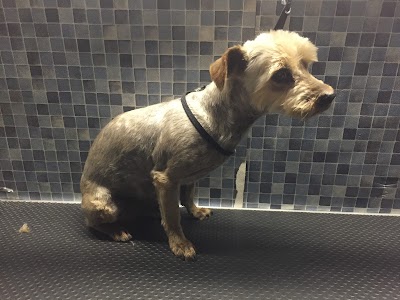Photo associated with Zoom N Groom Mobile Dog Grooming