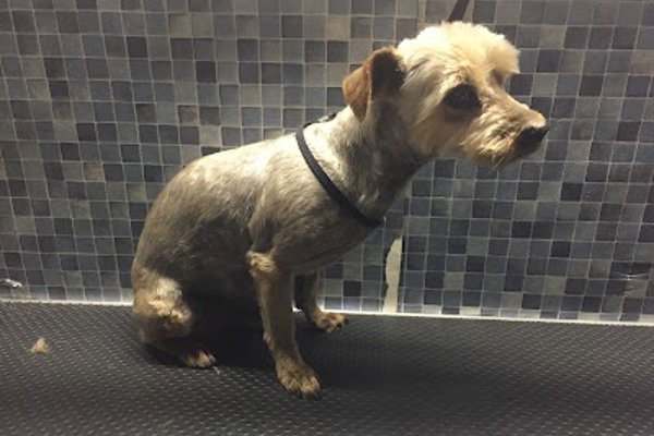 Photo associated with Zoom N Groom Mobile Dog Grooming