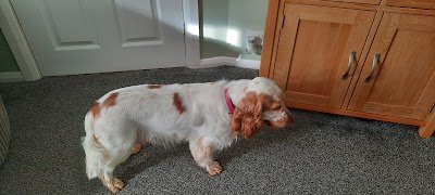 Photo associated with Zoom N Groom Mobile Dog Grooming
