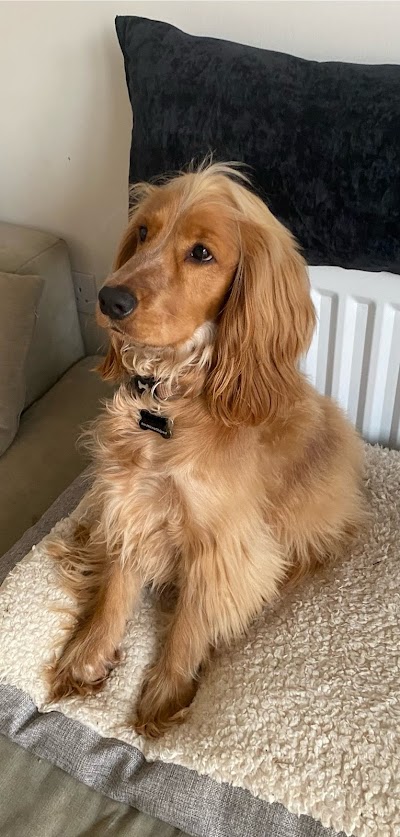 Photo associated with Sam's Woof Wash Grooming Studio