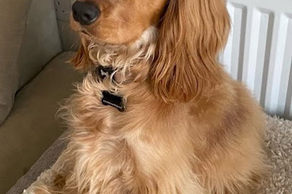 Photo associated with Sam's Woof Wash Grooming Studio