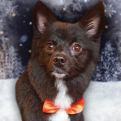 Photo associated with Jem's Pet Grooming